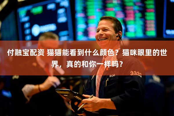 付融宝配资 猫猫能看到什么颜色？猫咪眼里的世界，真的和你一样吗？
