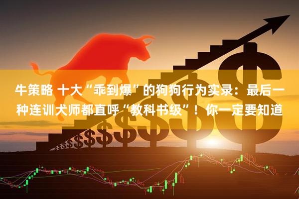 牛策略 十大“乖到爆”的狗狗行为实录：最后一种连训犬师都直呼“教科书级”！你一定要知道